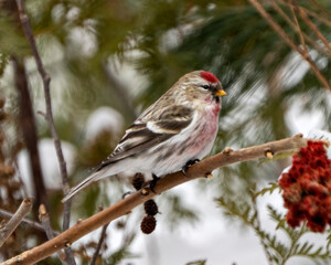 Red poll Photo and Image. Finch in winter season perched on a stag horn foliage with a blur foliage background in its environment and habitat surrounding.