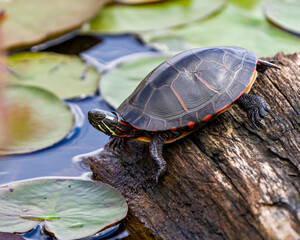 Obraz premium Turtle Stock Photo and Image. Painted Turtle standing on a log in a pond with water lily pads background in its environment and habitat surrounding.