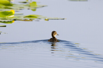 Little brave duckling on a lake exploring nature