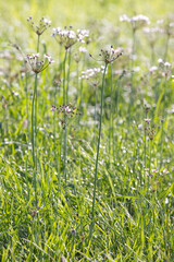 field of wild flowers on a wet meadow