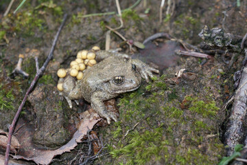 Alytes obstetricans carrying the spawn 