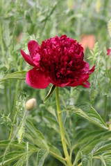 red peony flower full bloom