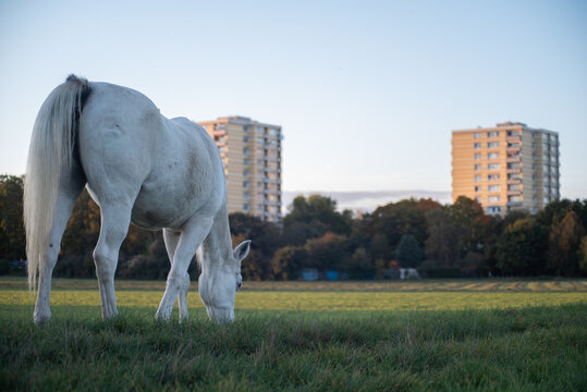 Horse by the City 