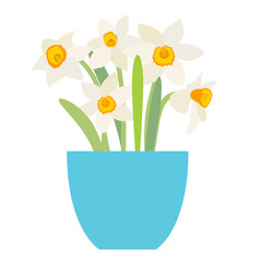 Bouquet of spring flowers daffodils in flower pot isolated on white background.
