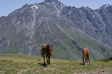 Fototapeta na wymiar beautiful horses with shiny hair, both on the mountain and eating green grass, behind it is a beautiful Georgian mountain landscape with a blue sky