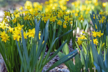 Obraz premium Erste wunderschöne Frühlingsboten im Botanischen Garten in Köln