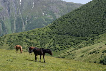 Fototapeta na wymiar beautiful horses with shiny hair, both on the mountain and eating green grass, behind it is a beautiful Georgian mountain landscape with a blue sky