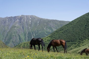Fototapeta premium beautiful horses with shiny hair, both on the mountain and eating green grass, behind it is a beautiful Georgian mountain landscape with a blue sky
