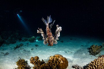 lion fish