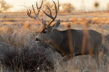 Naklejka na ściany i meble Buck Mule Deer in Fall in Colorado