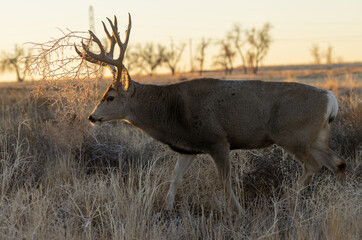 Buck Mule Deer in Fall in Colorado