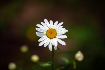 Obraz premium A single daisy has open petals. The nearby daisy buds are highly defocused creating a slight glow effect.