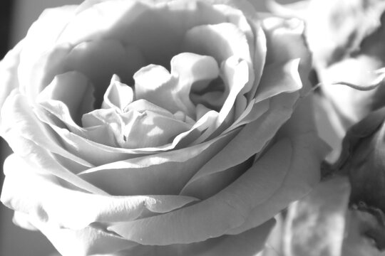 Close-up of a single rose flower, black and white photography, monochrome, minimalism