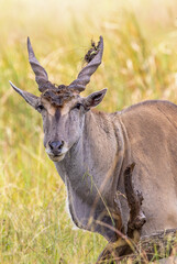 Eland Bull, Addo Elephant National Park