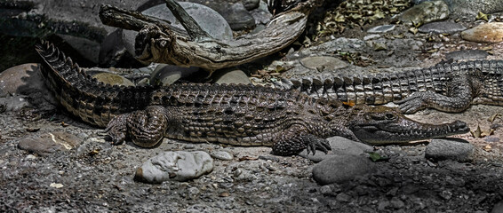 Australian crocodile on the ground. Latin name - Crocodylus johansoni