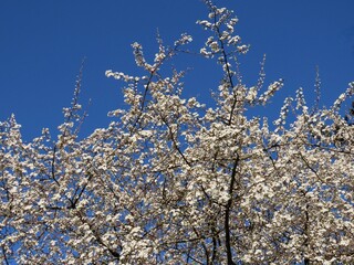 Wild white plum blossoms in a forest on a sunny spring day. Species Prunus cerasifera aka cherry plum or myrobalan plum