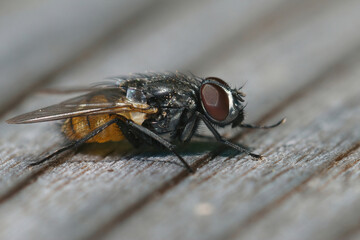 Closeup on a Face fly - Musca autumnalis sitting on a piece of wood in the garden