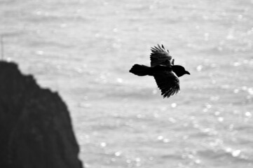 A black raven flying over the sea
