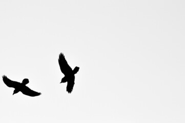 A pair of black ravens in the sky