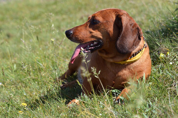 Happy dachshund lying in the grass