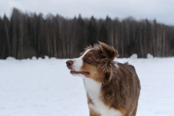 Aussie portrait in profile close up. Small chocolate nose and light eyes. Funny young thoroughbred shaggy dog. Australian Shepherd puppy red tricolor on walk in snowy winter park.