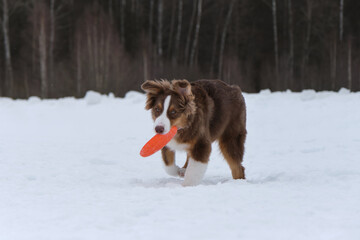 Aussie quickly runs forward with orange disk in teeth. Funny young thoroughbred shaggy dog. Australian Shepherd puppy red tricolor on walk in snowy winter park.