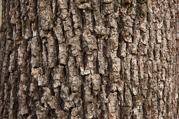 Brown oak tree bark background, close-up. Relief natural texture of oak bark for publication, screensaver, wallpaper, postcard, poster, banner, cover, website, post. High quality photo