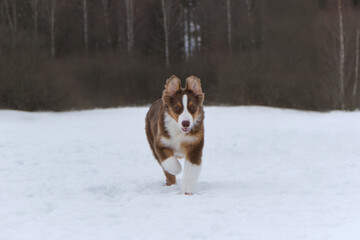 Aussie quickly runs forward and ears went up. Funny young thoroughbred shaggy dog. Australian Shepherd puppy red tricolor on walk in snowy winter park.