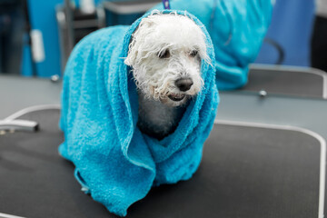 Close-up of a wet Bichon Frise wrapped in a blue towel on a table at a veterinary clinic. Care and...