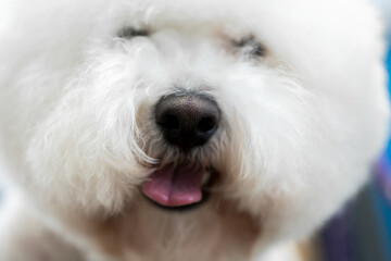 Portrait Bichon Frise after haircut