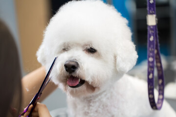 Female groomer haircut Bichon Frise on the table for grooming in the beauty salon for dogs. Process of final shearing of a dog's hair with scissors