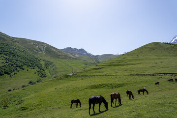 Fototapeta premium beautiful horses with shiny hair, both on the mountain and eating green grass, behind it is a beautiful Georgian mountain landscape with a blue sky