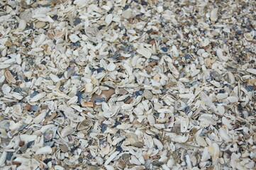 Sea Shore Lined with Seashells