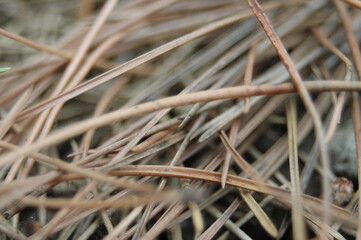 Pine Needles on the Ground