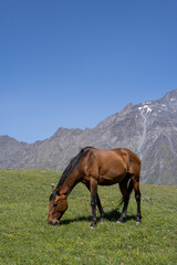 Fototapeta na wymiar a beautiful noble horse with a great stature stands on a hill and eats green grass, behind it is a beautiful Georgian mountain landscape above which a blue sky opens