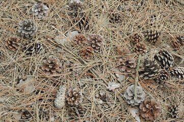 Pine Cones on Needle Covered Ground