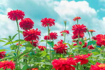 Beautiful Red adn Yellow Flowers That Are Blooming In The Garden