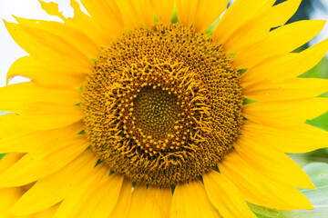 Naklejka premium Sunflowers bloom perfectly on a hot day in a garden