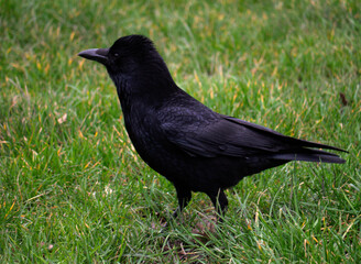 Carrion Crow