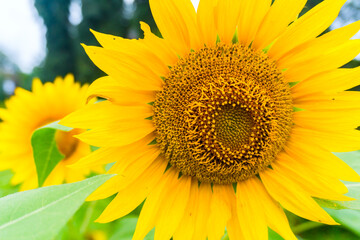 Sunflowers bloom perfectly on a hot day in a garden