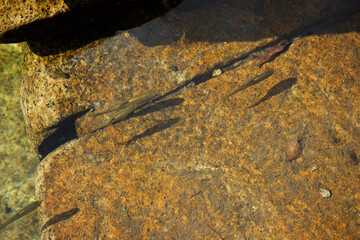 Fish are swimming in groups through the clear and transparent valley water.