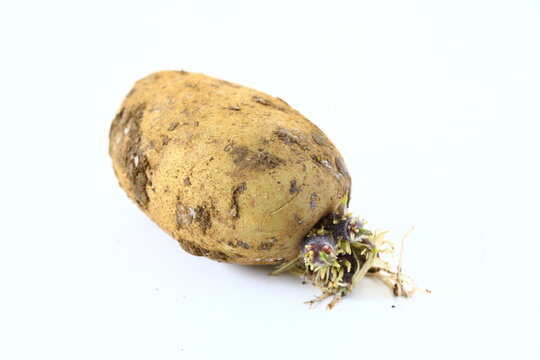 Moldy, stale potato on a white background.