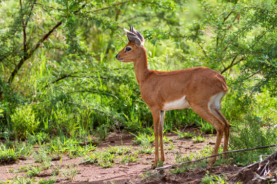Steinbock