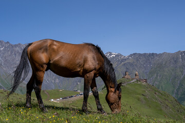 Fototapeta na wymiar a beautiful noble horse with a great stature stands on a hill and eats green grass, behind it is a beautiful Georgian mountain landscape above which a blue sky opens