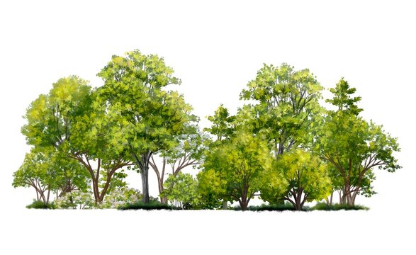forest or green tree side view isolated on white background for landscape and architecture layout drawing, elements for environment and garden, tree elevation