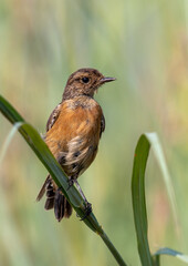 Female African Stonechat, Kruger National Park