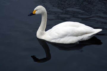 swan on the lake