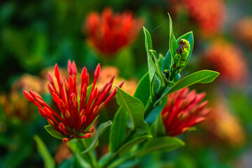 Beautiful Red Flowers In A Garden With Warm Sunlight