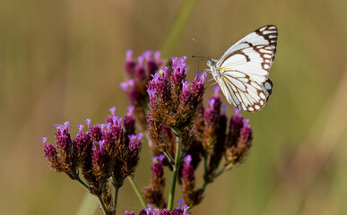 Pioneer White Butterfly, South Africa