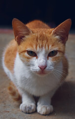 portrait of a ginger cat